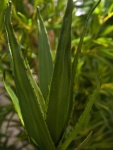 EUROPALMS Aloe (EVA), artificial, green, 66cm