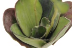 EUROPALMS Water Lily (EVA),artificial plant, closed, green, 45cm