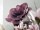 EUROPALMS Giant Flower (EVA), artificial, old rose, 80cm