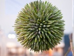 EUROPALMS Sukkulenten Kugel (EVA), Kunstpflanze, grün, 20cm