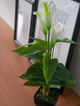 EUROPALMS Mini Calla, artificial plant, white, 43cm