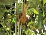 EUROPALMS Fishtail bush, artificial plant, 305cm