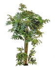 Fishtail-Palmbaum, Kunstpflanze, 305cm