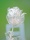 EUROPALMS Crystal rose, clear, artificial flower, 81cm 12x