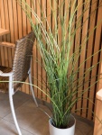 EUROPALMS Reed (grass),  artificial, 145cm