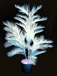 Kentiapalme, künstlich,   uv-weiß, 170cm