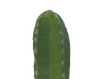 EUROPALMS Mexican cactus, artificial plant, green, 97cm