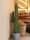 EUROPALMS Mexican cactus, artificial plant, green, 117cm