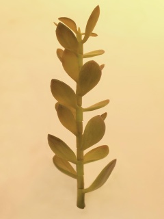 Geldbäumchen-Spross, Kunstpflanze, 30cm