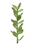 Geldbäumchen-Spross, Kunstpflanze, 30cm