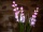EUROPALMS Aronstab 3er Set mit LEDs, pink, 85cm