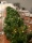 EUROPALMS Noble pine garland, dense, 270cm