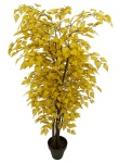 Gelber Betulabaum mit geflochtenen Stamm, 110 cm