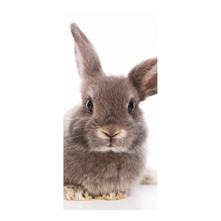 Motivdruck "Kaninchen" aus Stoff   Info: SCHWER ENTFLAMMBAR