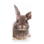 Motivdruck "Kaninchen" aus Stoff   Info: SCHWER...
