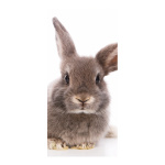 Motivdruck »Kaninchen« Stoff Größe:180x90cm Farbe: braun #