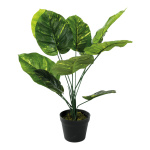 Plante philodendron avec pot en plastique  Color: vert...