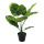 Plante philodendron avec pot en plastique  Color: vert Size: 60cm