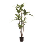 Dracaena tree in pot - Material:  - Color: green - Size:...