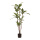Dracaena tree in pot     Size: 115cm    Color: green