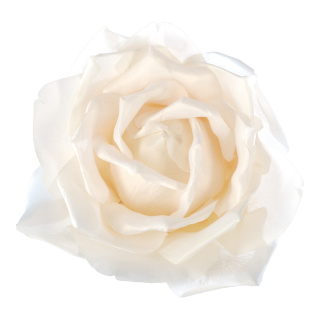 Rose head  - Material: artificial silk - Color: cream-coloured - Size: Ø 40cm
