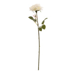 Rose      Groesse: 60cm - Farbe: weiss