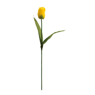 Tulpe      Groesse: 50cm    Farbe: gelb