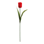 Tulpe      Groesse: 50cm - Farbe: rot