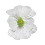Blossom made of paper, with short stem Ø35cm Color: white