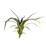 Aloepflanze 16-fach     Groesse: 50cm    Farbe: grün