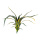 Aloe plant 16-fold     Size: 50cm    Color: green