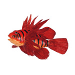 Feuerfisch mit Hänger     Groesse: 30cm - Farbe: rot/schwarz