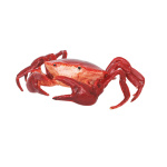Krabbe      Groesse: 22cm - Farbe: rot