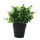 Eucalyptus in pot  - Material:  - Color: green/black - Size: 23cm
