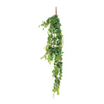 Pothos plante 13 fois  Color: vert clair Size: 120cm