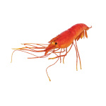 Shrimp  - Material:  - Color: orange - Size: 22cm
