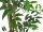 EUROPALMS Ficus longifolia, artificial plant, 165cm