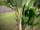 EUROPALMS Banana tree, artificial plant, 210cm