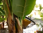 EUROPALMS Bananenbaum, Kunstpflanze, 120cm