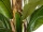 EUROPALMS Banana tree, artificial plant, 240cm
