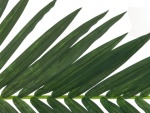 EUROPALMS Coconut king palm branch, artificial, 150cm