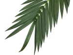 EUROPALMS Coconut king palm branch, artificial, 210cm