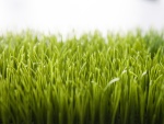 EUROPALMS Artificial grass tile, sun, 25x25cm