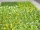 EUROPALMS Grass mat, artificial, green-yellow, 25x25cm