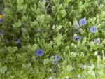 EUROPALMS Grass mat, artificial, green-purple, 25x25cm