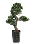Bonsai Podocarpus, Kunstpflanze, 80cm