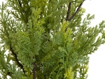 EUROPALMS Cypress, Leyland, artificial plant, 60cm