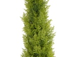 EUROPALMS Zypresse, Leyland, Kunstpflanze,  120cm