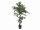 EUROPALMS Ficus Waldbaum, Kunstpflanze, 110cm
