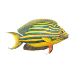 Tropenfisch,  Größe: 28x20cm, Farbe: gelb/blau